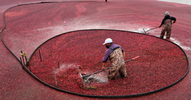 Aliado contra a infecção urinária, o cranberry começa a ganhar espaço no Brasil
