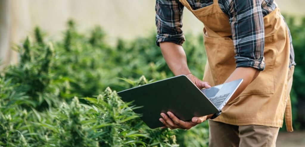 Novas RDCs da Anvisa aquecem mercado de cannabis medicinal