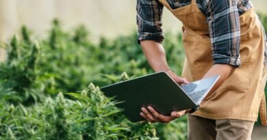 Novas RDCs da Anvisa aquecem mercado de cannabis medicinal