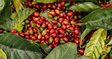 Potássio técnico ganha mais espaço no agro