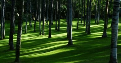 Mercado de carbono impulsiona a agenda ambiental e econômica