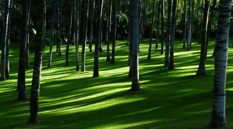 Mercado de carbono impulsiona a agenda ambiental e econômica