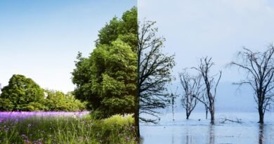 Empresa brasileira obtém 1ª acreditação UNFCCC das Américas