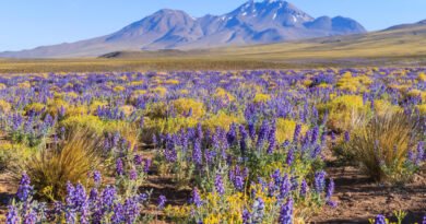 KAYAK revela 5 destinos com eventos naturais para ir em 2026