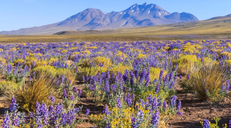 KAYAK revela 5 destinos com eventos naturais para ir em 2026