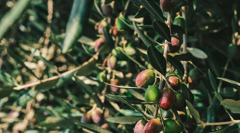 Produtores de azeitonas na Califórnia atuam sob modelo de autogestão industrial