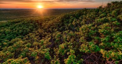 Ecora abre consulta pública na área de créditos de carbono