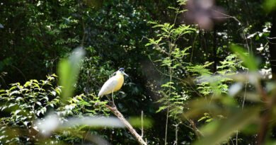 Originals é lançada como veículo escalável para restauração