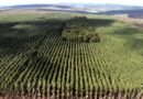 Setor florestal avança em MG e projeta ciclo 2026-2030