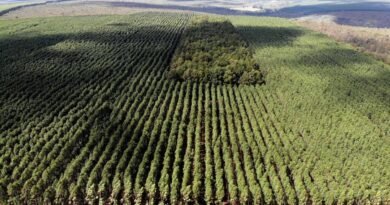 Setor florestal avança em MG e projeta ciclo 2026-2030