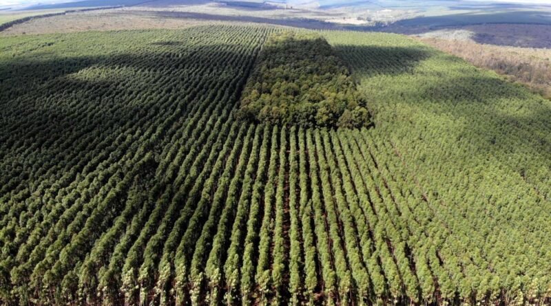 Setor florestal avança em MG e projeta ciclo 2026-2030