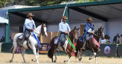 Cavalo da raça Mangalarga estreia na Agrishow