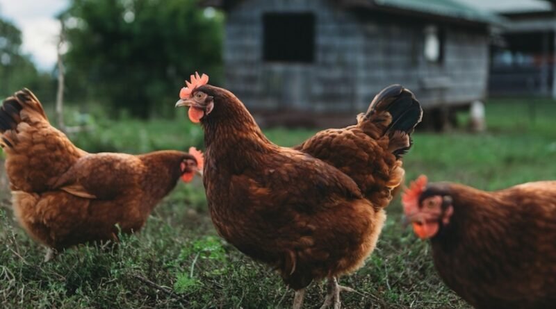 Exportação de frango reforça cadeia de nutrição