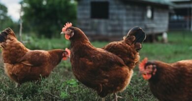 Exportação de frango reforça cadeia de nutrição