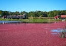 Cranberries impulsionam a cultura alimentar norte-americana