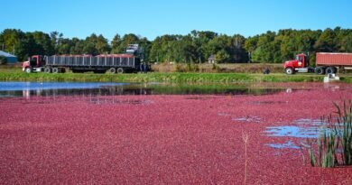 Cranberries impulsionam a cultura alimentar norte-americana