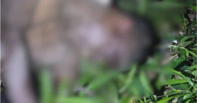 Corpo de homem é encontrado em área de mata na zona Oeste de Manaus