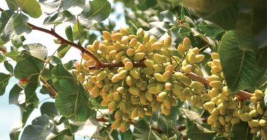 História das azeitonas revela aprimoramento na produção