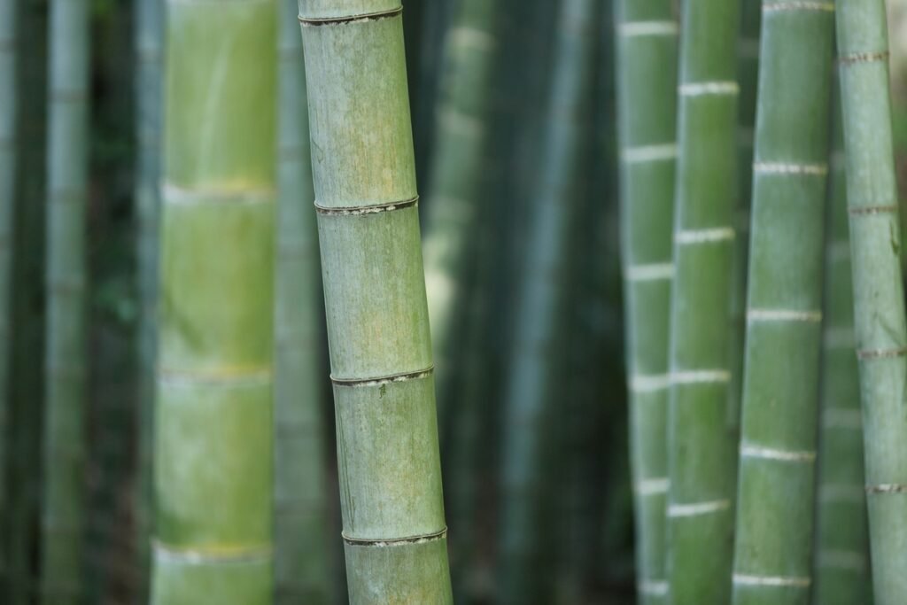 Bambu reúne propriedades que ampliam seu uso no lar