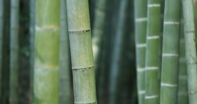 Bambu reúne propriedades que ampliam seu uso no lar