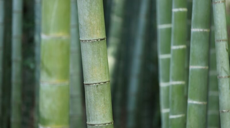 Bambu reúne propriedades que ampliam seu uso no lar