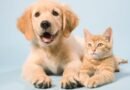 Abandono de animais é crime e segue em alta no Brasil