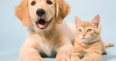 Abandono de animais é crime e segue em alta no Brasil