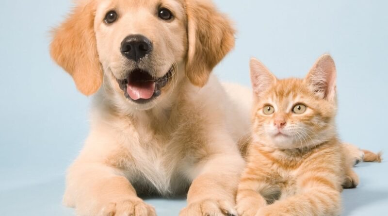 Abandono de animais é crime e segue em alta no Brasil