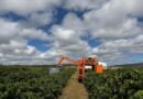 Colheita recorde marca avanço do café no Norte de Minas