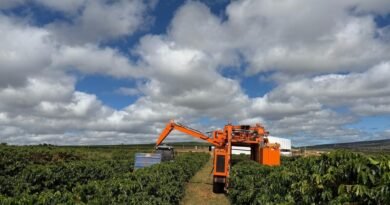 Colheita recorde marca avanço do café no Norte de Minas
