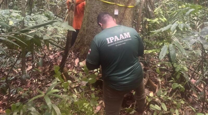 Ipaam Encerra Defeso Florestal 2026 e Retoma Manejo Sustentável no Amazonas