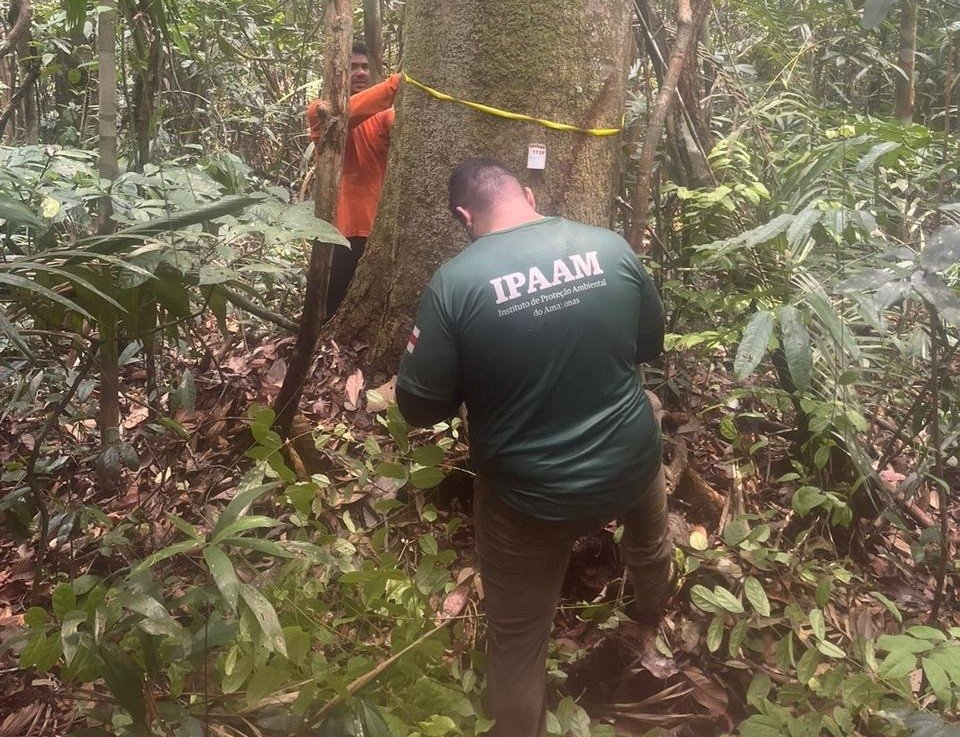 Ipaam Encerra Defeso Florestal 2026 e Retoma Manejo Sustentável no Amazonas