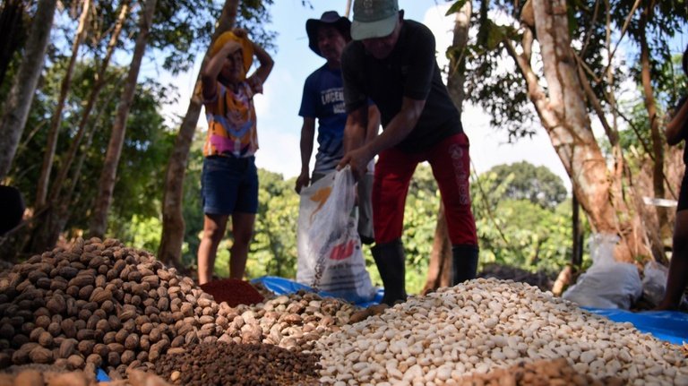 Muvuca de sementes já plantou mais de 250 kg e impulsiona reflorestamento na Amazônia
