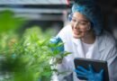 Cannabis medicinal amplia debate industrial no Brasil