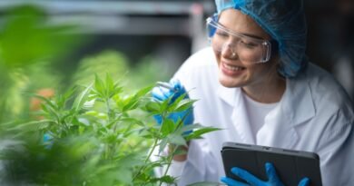 Cannabis medicinal amplia debate industrial no Brasil