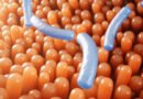 Importância do sistema imunológico para a vida humana