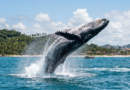 Ilhéus atrai turistas na temporada das jubartes