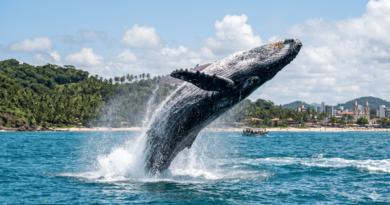 Ilhéus atrai turistas na temporada das jubartes