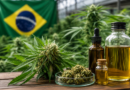 Brasil debate custos da cannabis medicinal