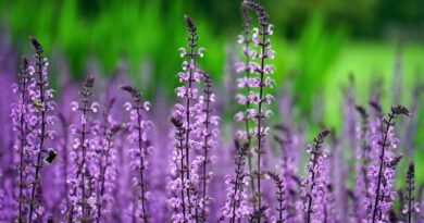 Plantas exigem cuidados específicos conforme o ambiente