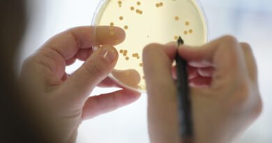 Probióticos em vez de antibióticos na produção animal