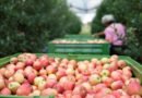 Umidade e a temperatura ameaçam exportação de alimentos