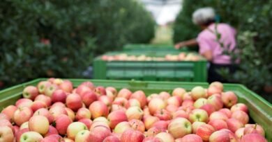 Umidade e a temperatura ameaçam exportação de alimentos