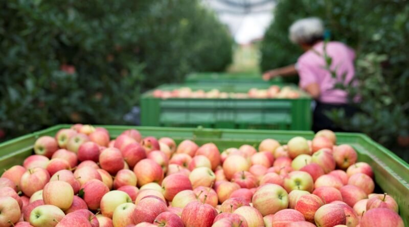 Umidade e a temperatura ameaçam exportação de alimentos