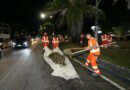 Prefeitura de Manaus recolhe 50 toneladas de resíduos em operação noturna com mais de 500 trabalhadores