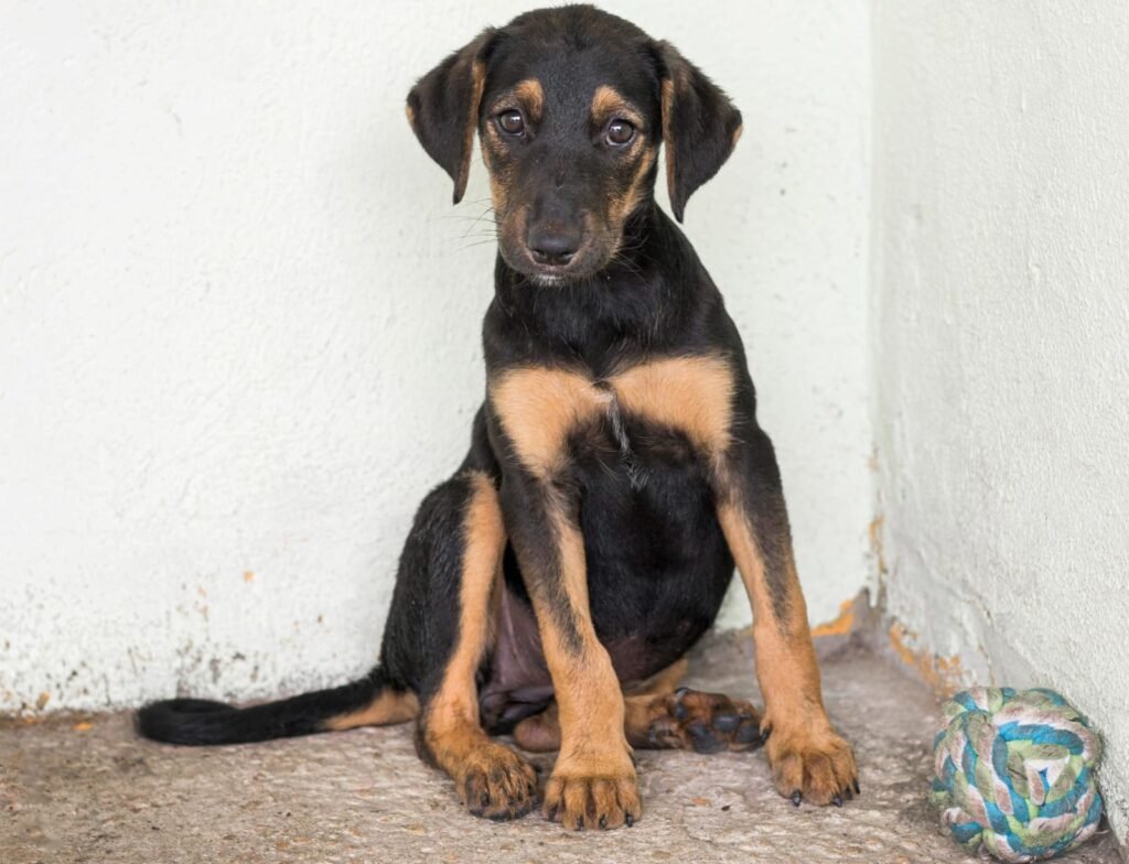 MPAM celebra decisão sobre acolhimento de animais resgatados