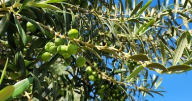 Produção de azeitonas na Califórnia otimiza a importação