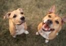 Elanco trata mais de 2 milhões de cães com Zenrelia