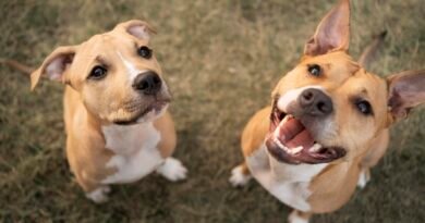 Elanco trata mais de 2 milhões de cães com Zenrelia