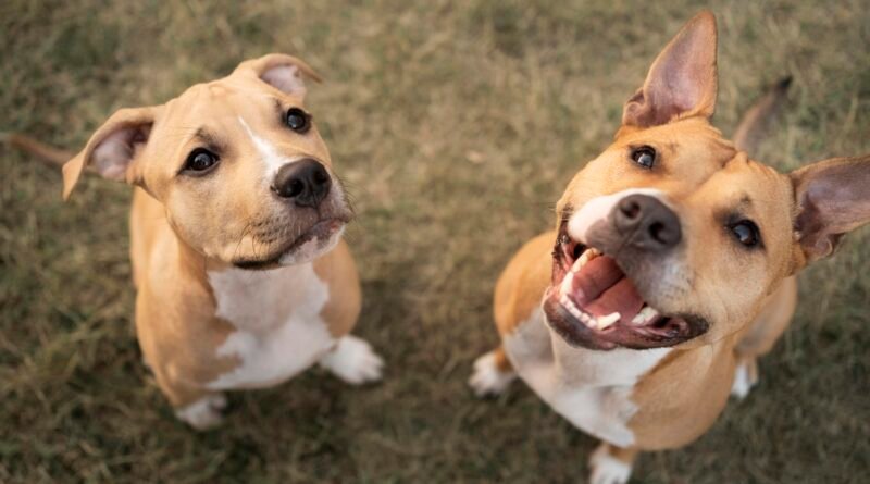 Elanco trata mais de 2 milhões de cães com Zenrelia
